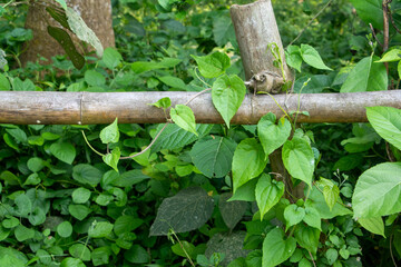 Verdant vines gracefully climb a rustic bamboo fence in a lush, natural setting with vibrant green...