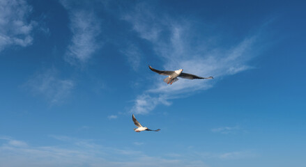 Two seagulls are flying in the blue sky. birds soaring.