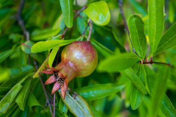 Ripe pomegranate fruit on a branch with green leaves