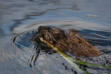 European otter (Lutra lutra) swimming with plant shoot in water