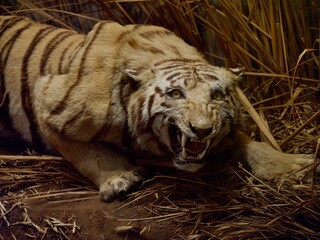 striped tiger in the Bristol museum 