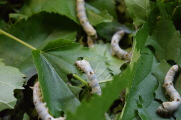 養蚕場 カイコ 桑の葉