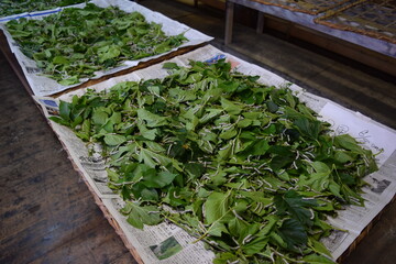 養蚕場 カイコ 桑の葉