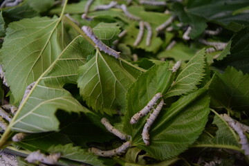 養蚕場 カイコ 桑の葉