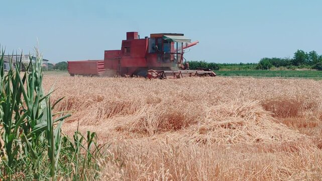 Red combine harvester on wheat field