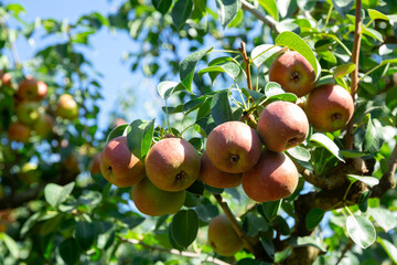 Ripe pink pears hanging on branches amongst leaves