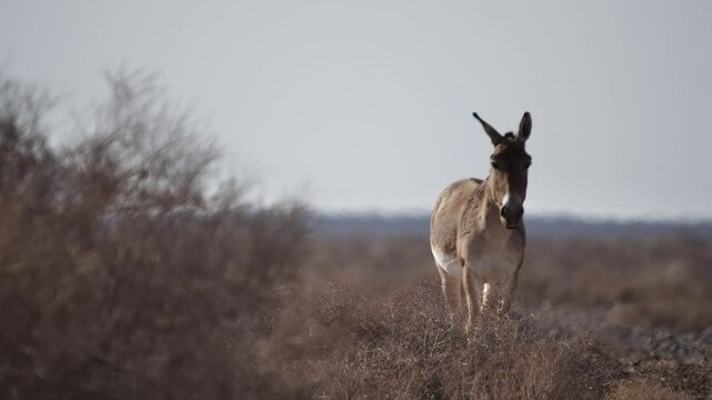 A group of Persian onagers grazing calmly in the dry desert plains of Iran. This rare wildlife footage captures the beauty and resilience of these endangered wild asses, highlighting Iran&rsquo;s nature