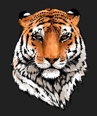 Tiger portrait illustration. Wild cat head detailed drawing. Majestic predator bengal art