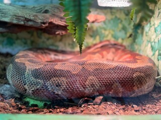 Colorful snake resting on the ground with natural decor and soft light in a terrarium environment