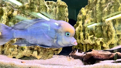 Colorful fish swimming in a vibrant aquarium filled with natural rock formations and sandy bottom in a public ocean exhibit