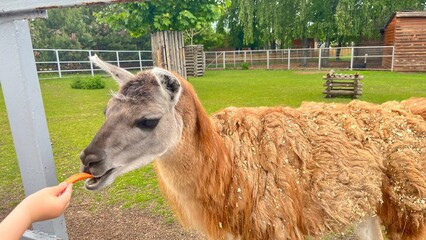 Llama interacts with child in a petting zoo during a sunny afternoon in a rural setting