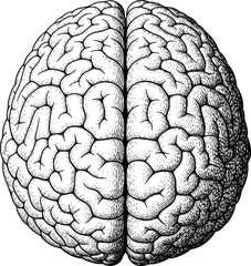 3D human brain from top angle, anatomical art with hand-drawn style
