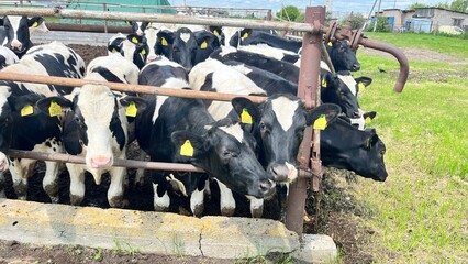 Dairy cows gathered at a rural farm waiting for feeding time during a cloudy afternoon in the countryside