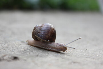 Snail slowly moving across a textured surface in a natural outdoor setting during the daytime