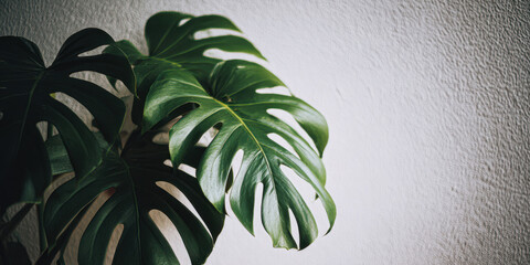 Green monstera leaves close-up against a light textured wall. Plant shadows create a beautiful natural pattern. Minimalist interior with botanical decor elements and natural light.