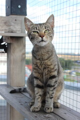 Cat sitting on wooden perch in outdoor enclosure during late afternoon with blue sky and distant landscape visible