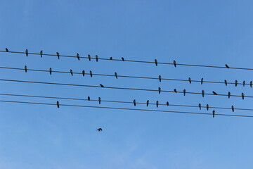 Birds perched on power lines against a clear blue sky during late afternoon