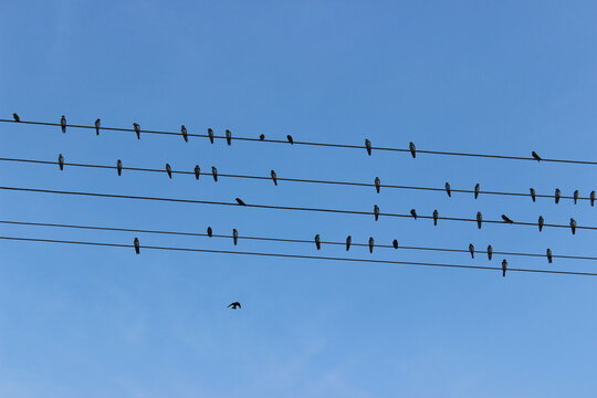 Birds perched on power lines against a clear blue sky during late afternoon