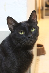 Black cat with striking green eyes relaxing at home in a cozy environment on a sunny afternoon