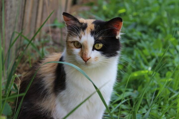 Calico cat resting in a lush green garden during a sunny afternoon in a peaceful outdoor setting
