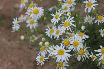 Wild daisies bloom vibrantly in a sunlit field during spring, capturing the essence of nature's beauty in full swing