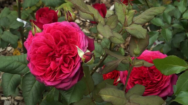 The 'Johann Wolfgang Von Goethe' hybrid tea rose blooms in large, double flowers of dark purple-red with a sweet aroma. Upright bush, repeat flowering, highly fragrant.
