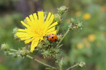 Bright ladybug resting on a vibrant yellow flower surrounded by lush greenery on a sunny day in spring