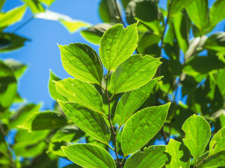 夏の日差しに輝く木の葉07