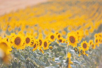 Vibrant sunflowers stretch across a golden landscape under a clear sky in late summer