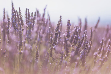 Vibrant lavender fields bloom under a soft sun, filling the air with enchanting aromas and inviting tranquility in nature's embrace