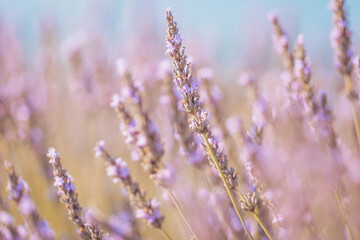 Lavender blooms dance under the gentle sun in a serene field, creating a tranquil atmosphere that inspires peaceful reflection
