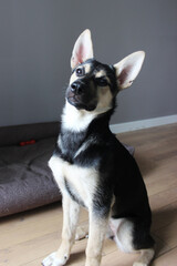 Playful black and tan dog sitting calmly indoors on wooden floor beside a dog bed during a quiet afternoon