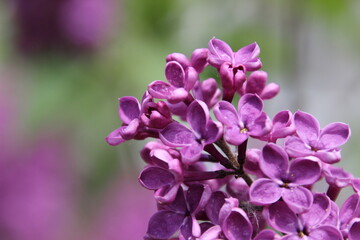 Vibrant lilac flowers bloom in spring, showcasing their beauty in a sunny garden filled with nature's colors and scents