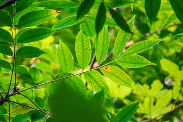 夏の日差しに輝く木の葉16