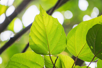 夏の日差しに輝く木の葉17