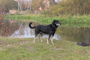 Black dog enjoying a sunny day by a calm lake surrounded by trees and grass in a serene outdoor setting