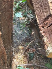 old tree trunk with spiders web in swan lane open space swan lane Whetstone North London 