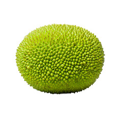 Whole Jackfruit Isolated on White Background