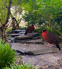 Himalayan Monal Pheasants on Stone path in Lush Garden 