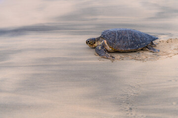 Sea coming coming onto land to lay eggs