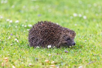Alert Wild Hedgehog with Raised Spines on a Green Lawn