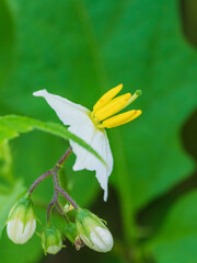 夏の森　ワルナスビの白い花