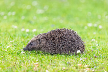 European Hedgehog Profile on a Lush Green Lawn