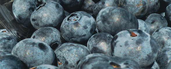 A close-up view showcases freshly picked blueberries gathered from a farm during the summer season highlighting their rich color and texture