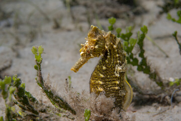 Seahorse at Blue Heron Bridge, Florida 