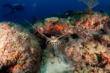 Spiny Lobster in West Palm Beach, Florida