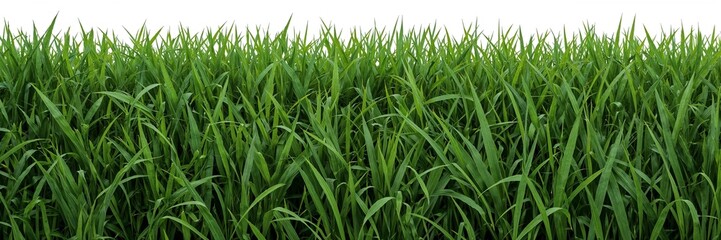 Obraz premium Vibrant green grass with white background