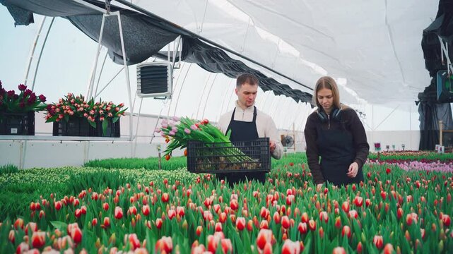 Two greenhouse workers, a young man and woman, uproot tulips during the harvest season. Flower business, growing flowers for sale on holidays. Workers pick tulips in a huge greenhouse.