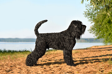 Standing Black Russian Terrier dog
