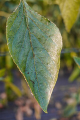 Problem of whitefly effect on leaves and branches of vegetables plants in field inside greenhouses,...